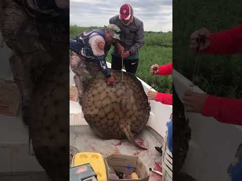 Tremenda pesca de raya de 100 kg  en cayasta Santa Fe