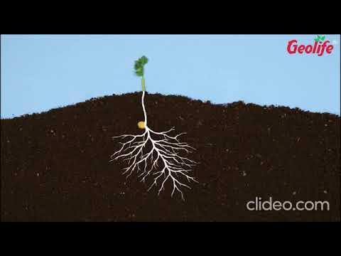Vesicular Arbuscular Mycorrhiza