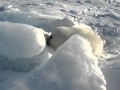 What a Baby Seal Sounds Like When Calling for Momma