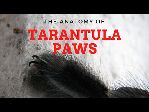The Anatomy of Tarantula Paws