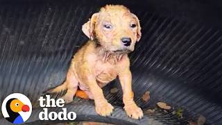 Puppy Found Living In A Tire Turns Into The Wiggliest Little Guy | The Dodo