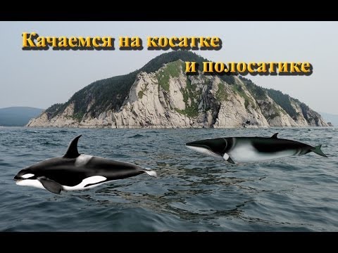 Русская Рыбалка 3.9 Косатка и Полосатик