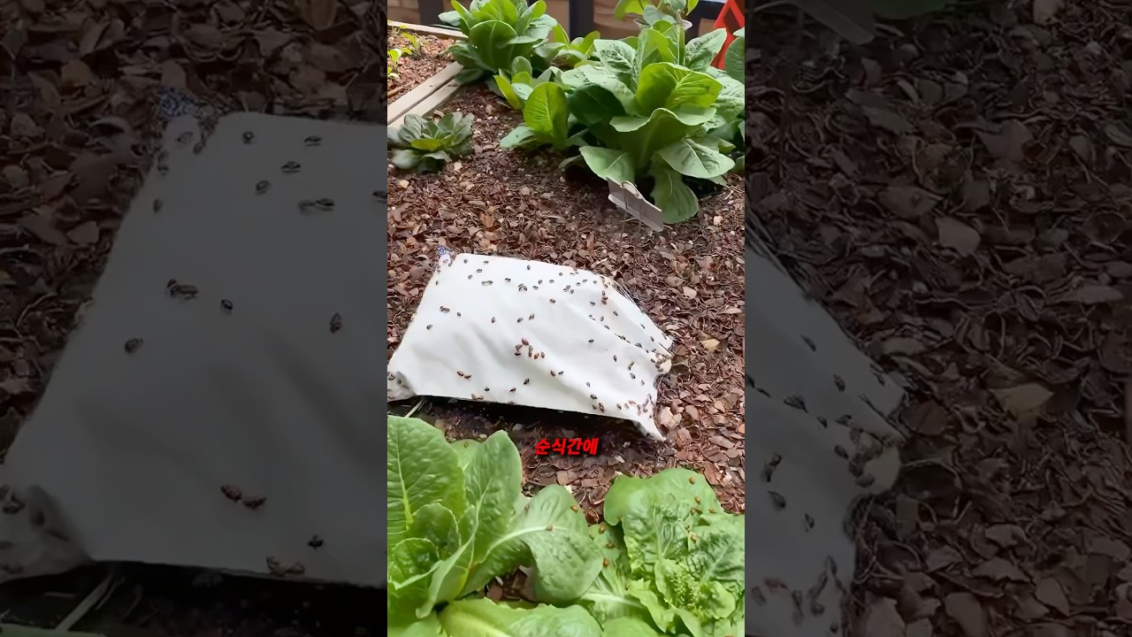 요즘 주목받는 해충 박멸하는 방법