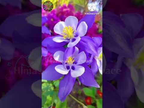 Flute Version : Chand Sifarish | Fanaa | Jatin - Lalit | Prasoon Joshi #beautyful flowers #fgarden