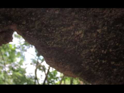 Bali Trip-Green Bowl