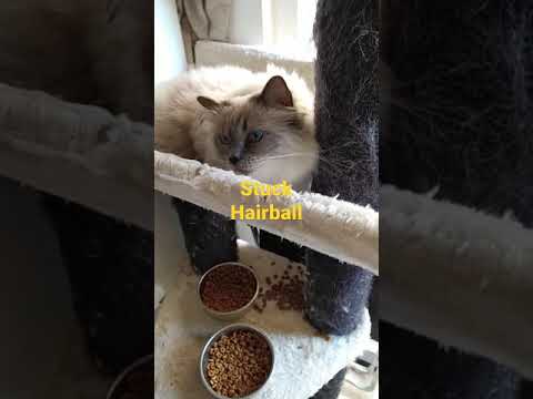 Hairball Stuck Cat Trying To Cough It Out #short