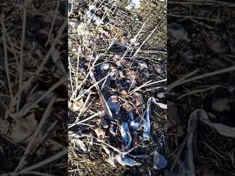 Parque Regional del Sureste Biodiversidad salvaje!