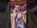 PLEASE Wash My Bellay Pibble Pets Washington Wash My Belly