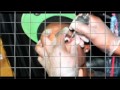 Alkaline Gone Away Nov 2013