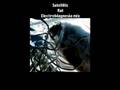 SATELLITIC-RAT (ElectroMagnesia mix)