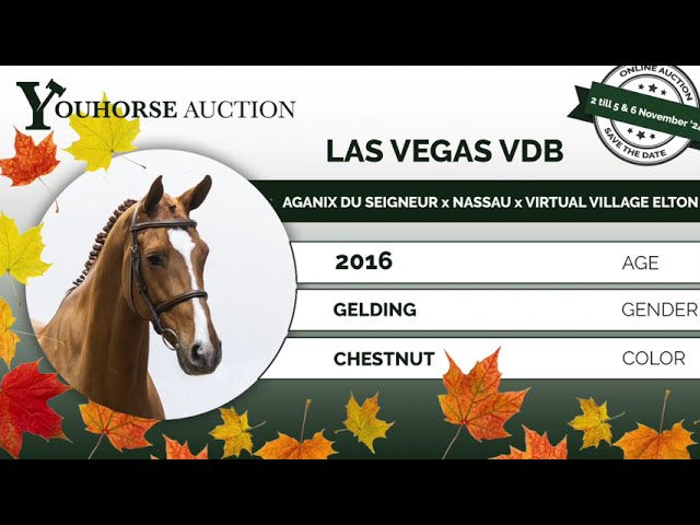 Las Vegas showvideo
