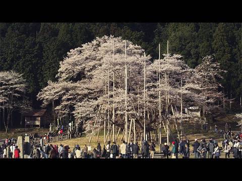 根尾谷淡墨桜 Usuzumi-sakura in Neo Village (Shot on RED ONE)