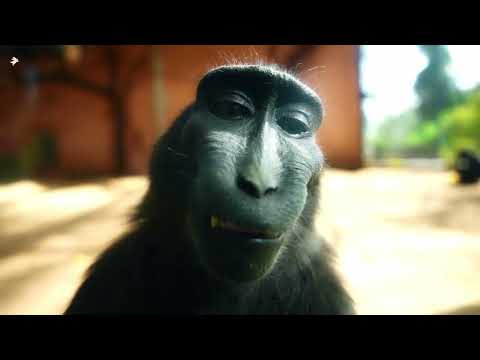 Rizz Monkey (EDIT)