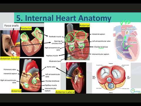 3. A & P II LO5 Internal Heart Anatomy