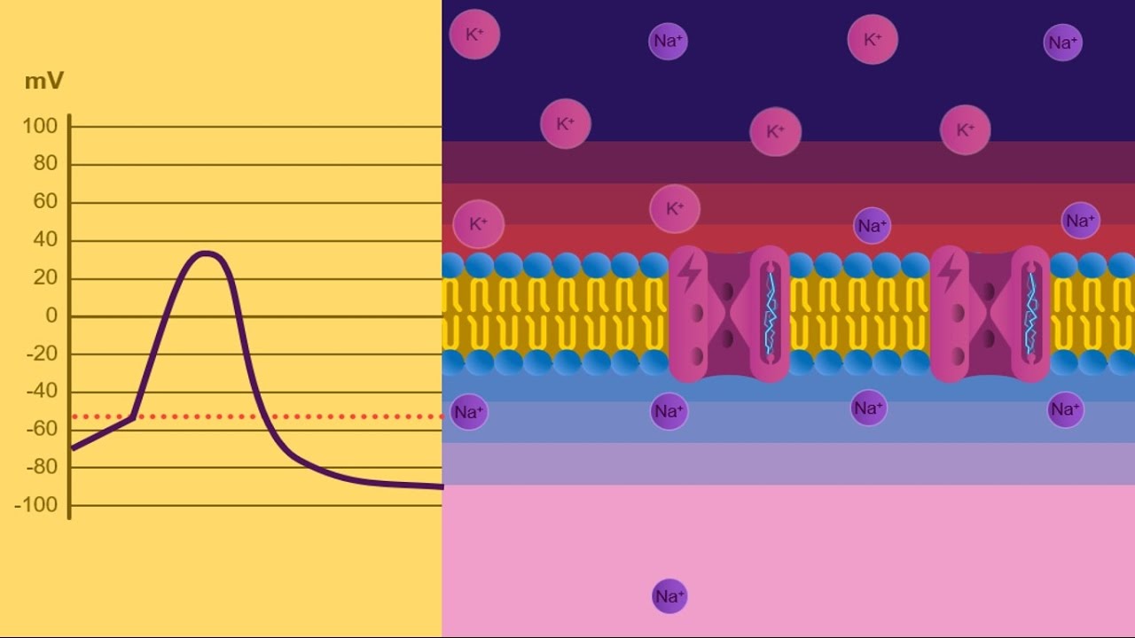 Potenziale di membrana