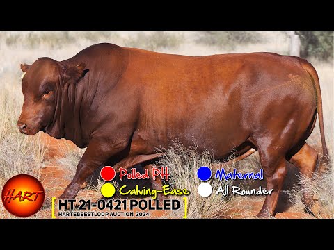 LOT 21 : HT 21-0421, Bonsmara Hartebeestloop Auction