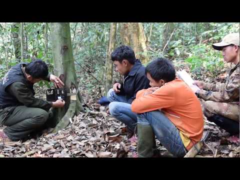Camera-trap surveys for wildlife monitoring in Nakai-Nam Theun National Park, Laos