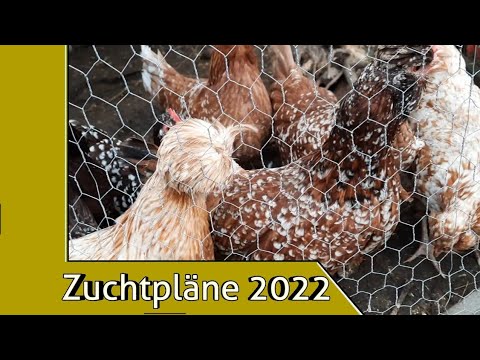 Meine Zuchtpläne für 2022