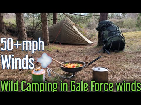 Solo Wild Camping in Gale force winds in the woods | 50mph plus winds in a pine forest