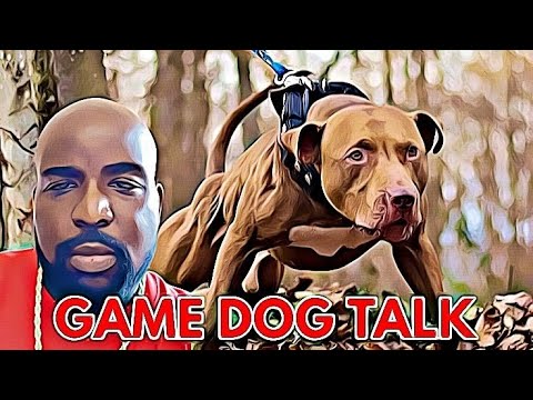 GAME DOG TALK EPISODE  76: WHY SOME BREEDINGS  DONT CLICK
