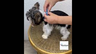 Modrý postroj pro psy kolekce Fish bones 10mm