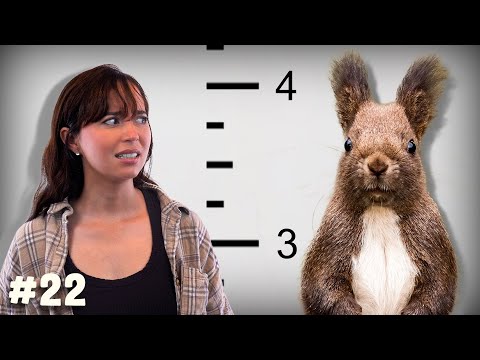 World's Most Unnoticed: Are Human Sized Squirrels Real?