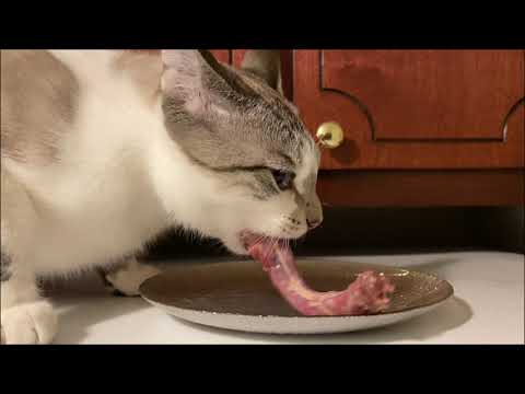 Feeding RMB's(raw meaty bones) to cats