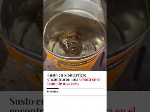 🐍SUSTO EN MONTERRICO: ENCONTRARON UNA VÍBORA EN EL BAÑO DE UNA CASA