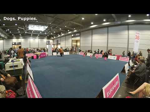 WDS 2017. Leipzig. November 11, 2017. Welsh Corgi Cardigan.