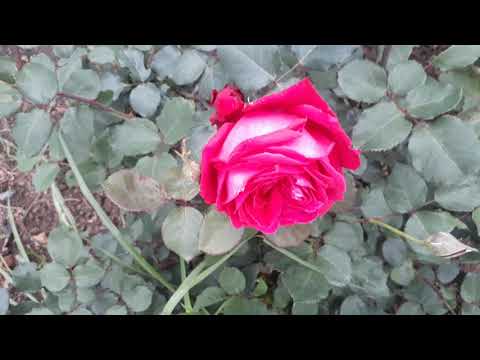 Kodaikanal 2019 flowers Special