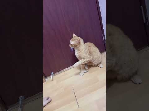 11 de agosto de 2024