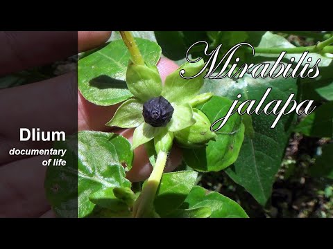 Marvel of Peru (Mirabilis jalapa)