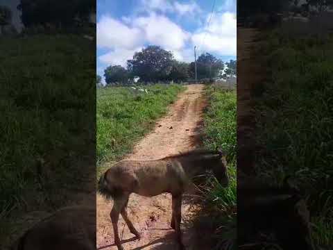 eni durvalino da paixão povoado de alagoinhas são Félix do coribe bahia