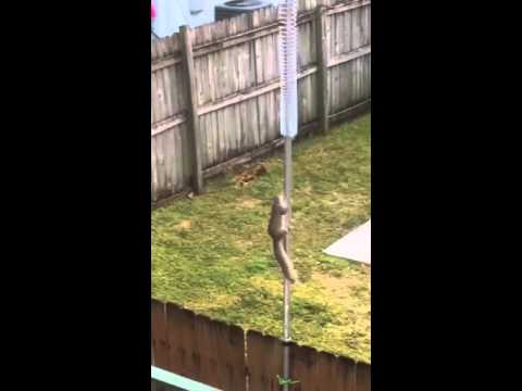 Squirrel v Slinky