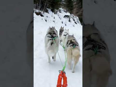 📍MOST EXCITING ACTIVITIES IN SWITZERLAND🐶Husky Dog Sledding in the Alps with @alpeshuskies