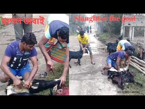 How the goat is properly killed in the wedding ceremony/Slaughter the goat