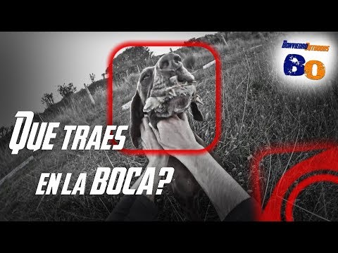 CAZA AL SALTO. Dos horas ¡A TODO TRAPO!