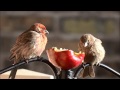 House Finch (Haemorhous mexicanus ...