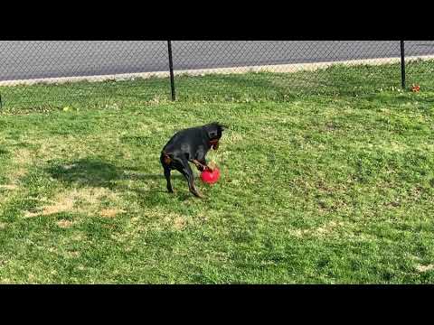 **IMPORTANT** to know before owning a Doberman! Doberman Pincher