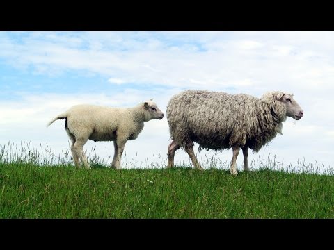 Boerderijdieren geluiden (Baby, Dreumes, Peuter, Kleuter)