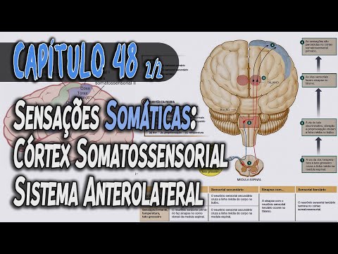 Physiology - Somatic Sensations I: Sensations of Touch and Body Position (Chapter 48) PT 2 │ GUYTON