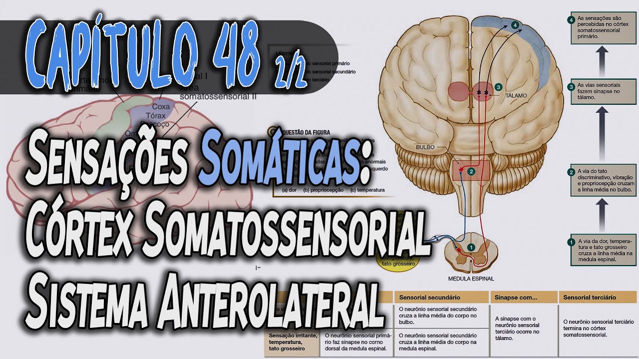 Fisiologia - Sensações Somáticas I: Sensações de Tato e Posição Corporal (Capítulo 48) PT 2 │ GUYTON