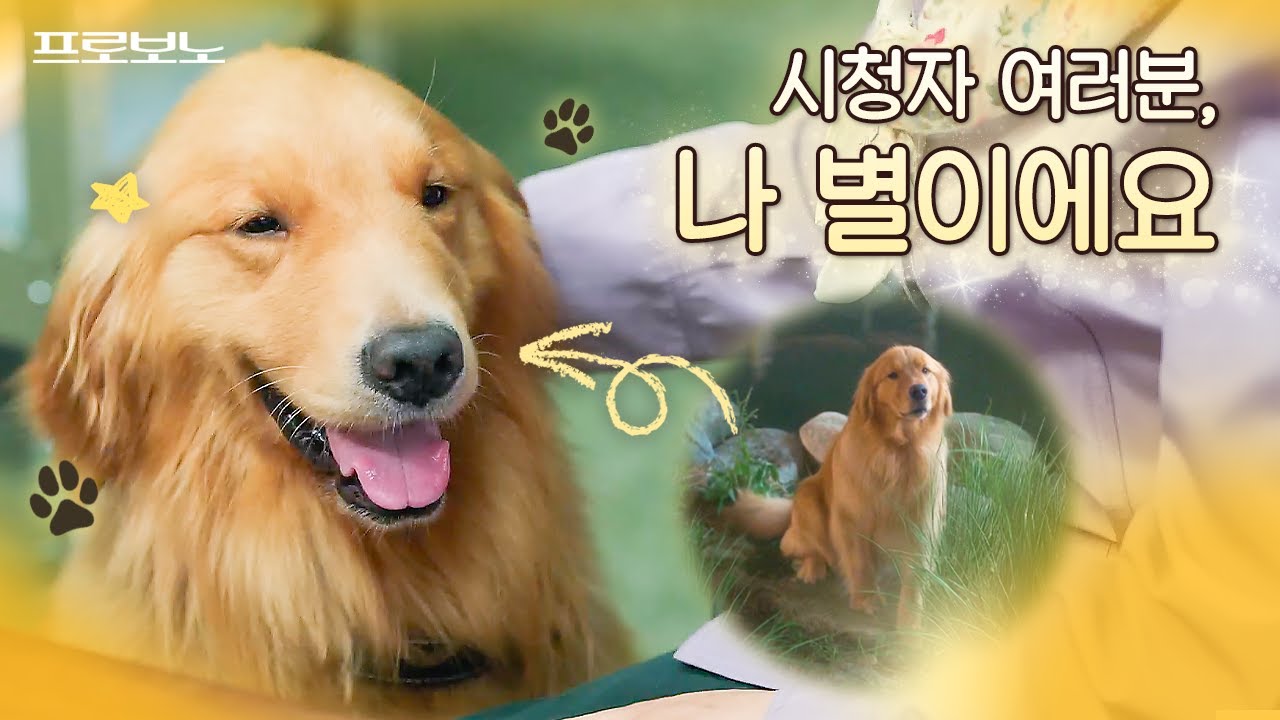 [#프로보노] 프로보노팀 1호 고객 별이에게서 편지가 왔어요💌 별이🐶가 직접 말해주는 사건 일지