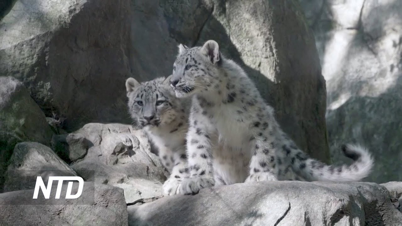 Rare Snow Leopard Cubs Make Public Debut at Bronx Zoo, New York