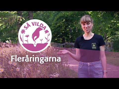 Så vilda! Fleråringarna