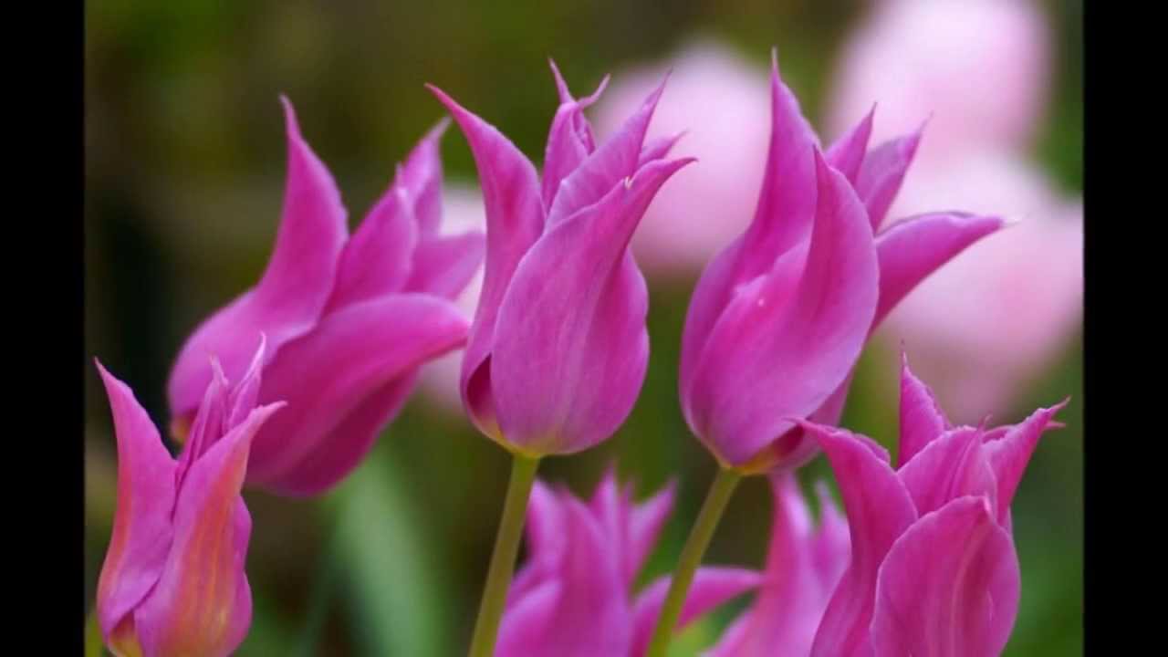 「Colors/ Dance」　ジョージ・ウインストン