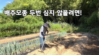 올해 배추모종 정식은 언제하면 좋을까?