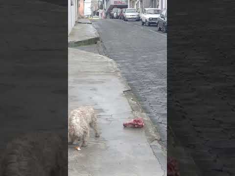CENTRO DE FAUNA URBANA TULCAN CARCHI NECESITA QUE ADOPTEN POR FAVOR A LOS PERRITOS CALLEJEROS AYUDA