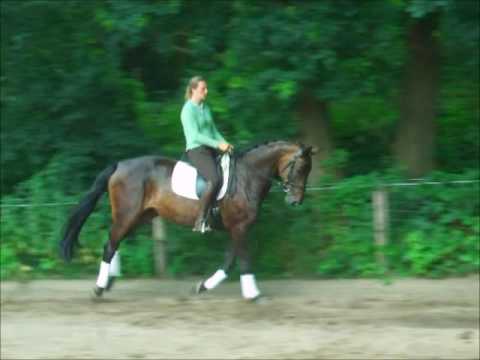 REA COSTA 9j. Hann. St. v. Royal Blend VB 5.500,- Euro