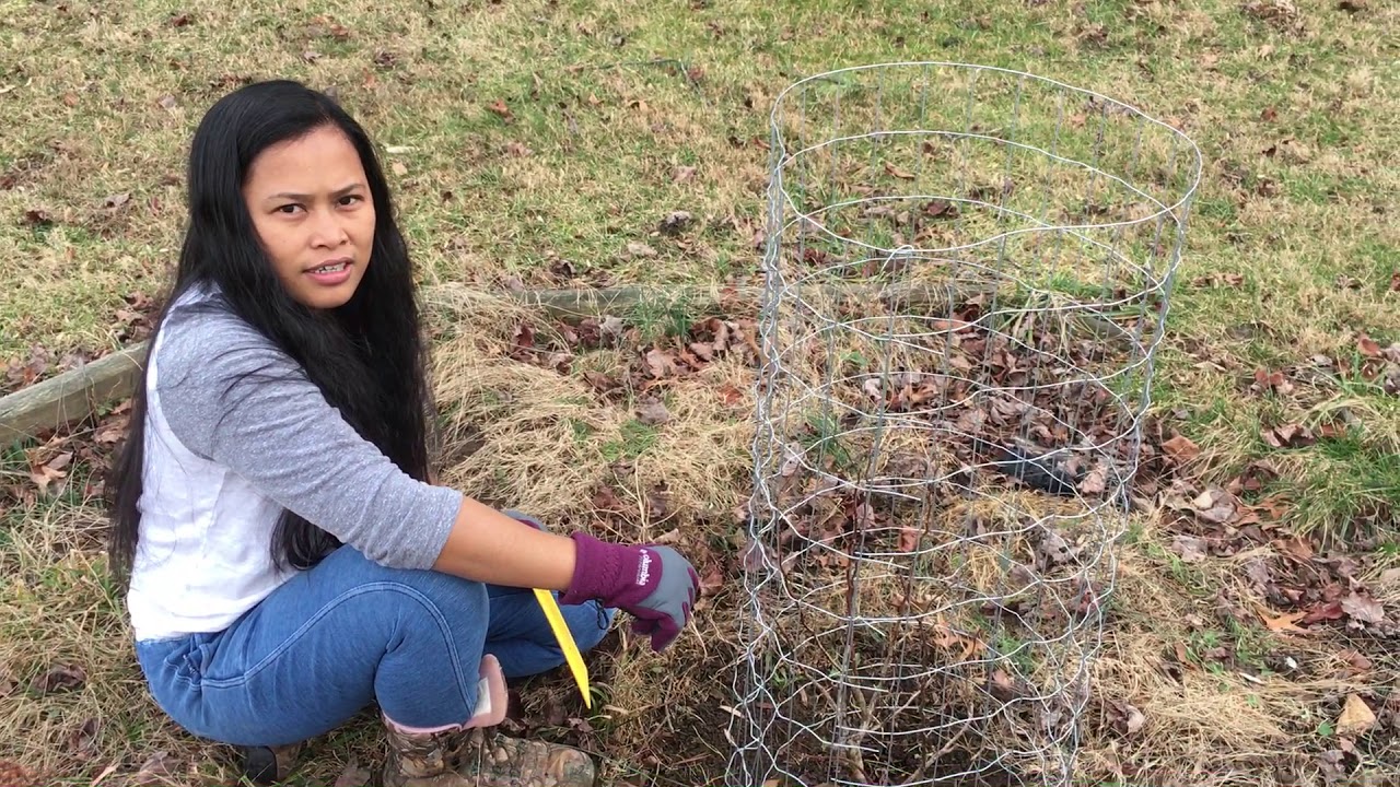 Will Deer Eat Blueberry Bushes A Comprehensive Guide Fruit Faves